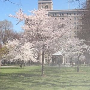 Sakura-Park